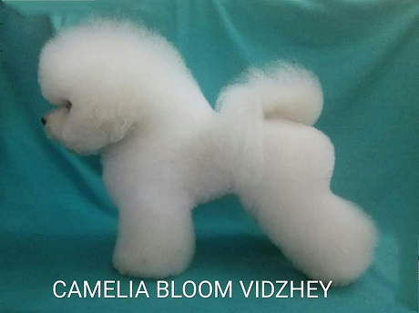 Бишон Фризе Camelia Bloom Vidzhey