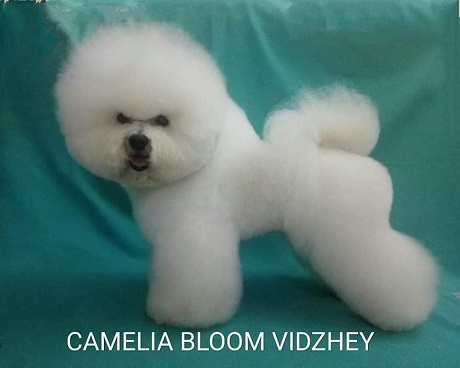 Бишон Фризе Camelia Bloom Vidzhey