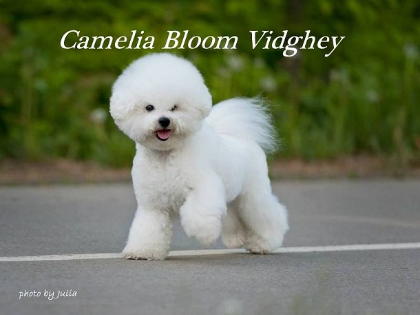 Бишон Фризе Camelia Bloom Vidzhey